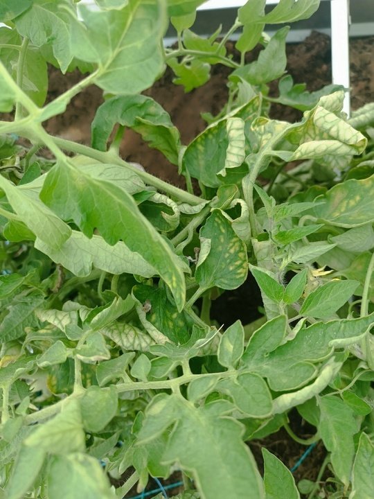 🍃🌿КУДА ДЕВАТЬ БОТВУ ОСЕНЬЮ?
