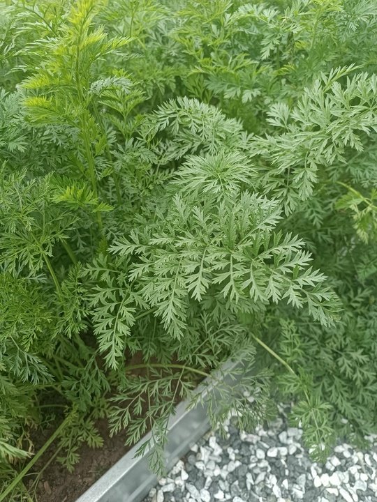НЕ ВЫБРАСЫВАЙТЕ МОРКОВНУЮ БОТВУ