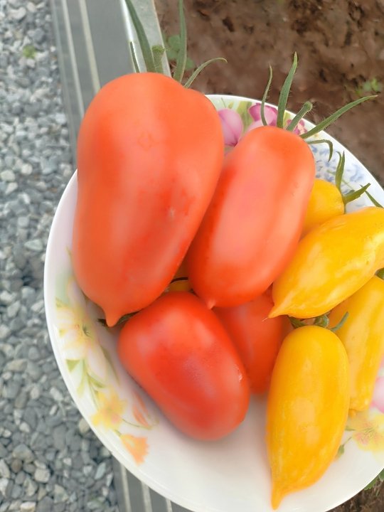 ТОМАТЫ🍅