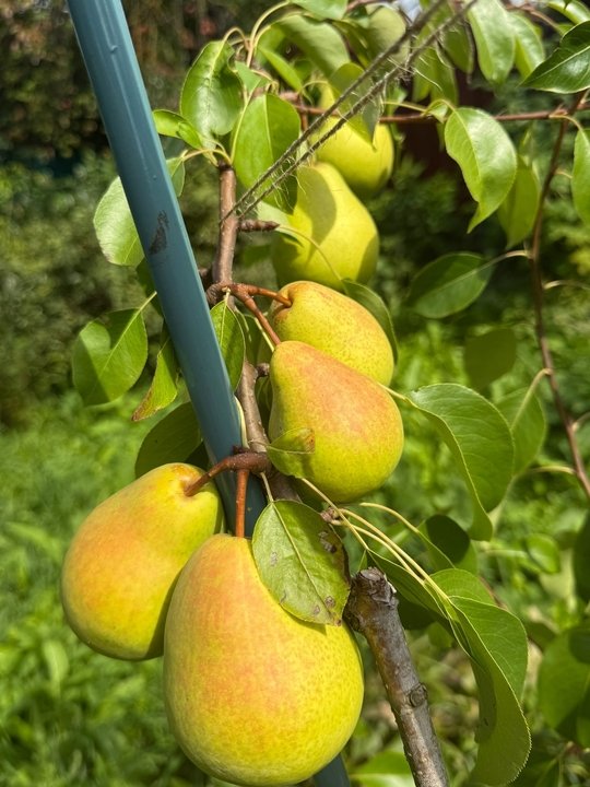 СОРТА ГРУШИ ДЛЯ СРЕДНЕЙ ПОЛОСЫ🌳