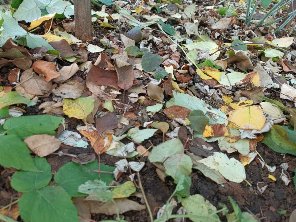 🍂🍁ЛИСТОВОЙ ОПАД.
