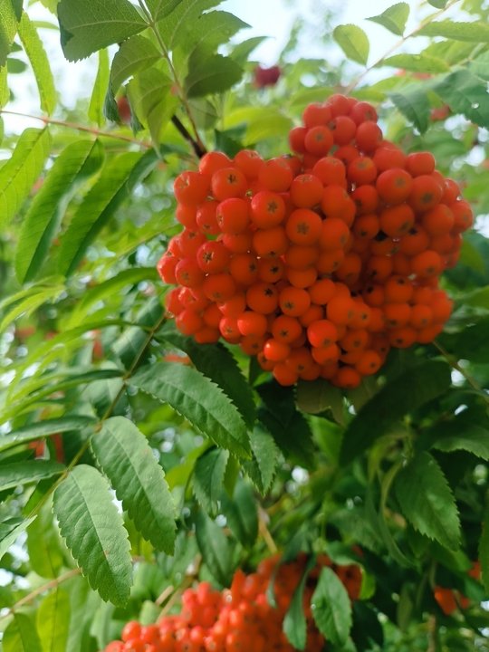23 сентября - день рябины