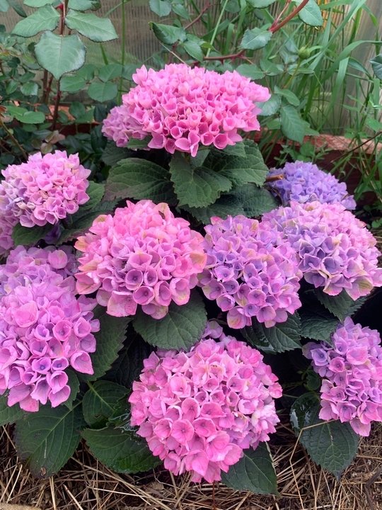 💜❄Укрытие крупнолистной гортензии на зиму.