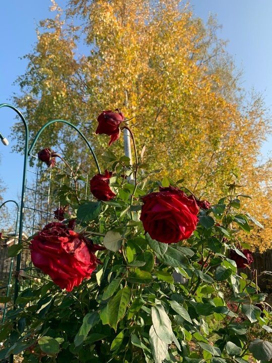 📖Рубрика «Поэзия и творчество»