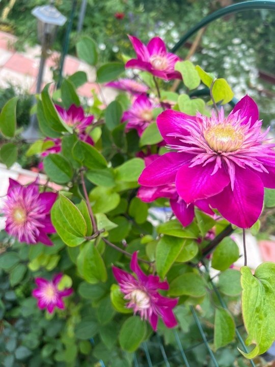 Клематис в сентябре🌿