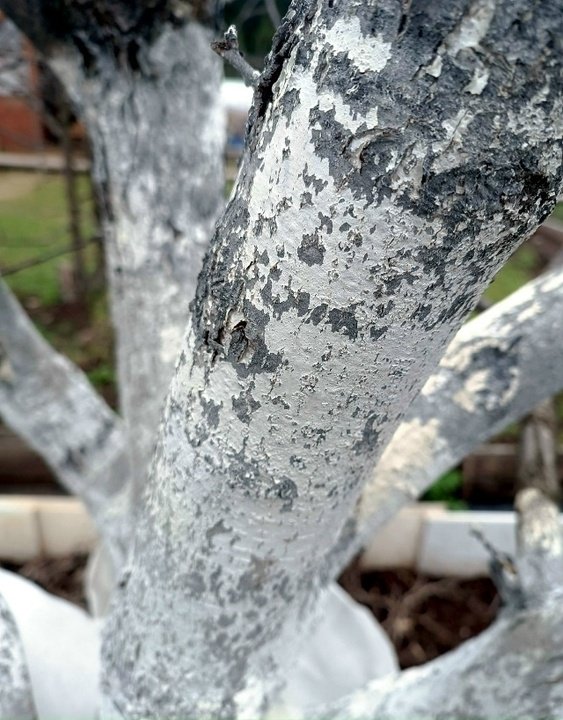 БЕЛИМ ПЛОДОВЫЕ🌳⛅