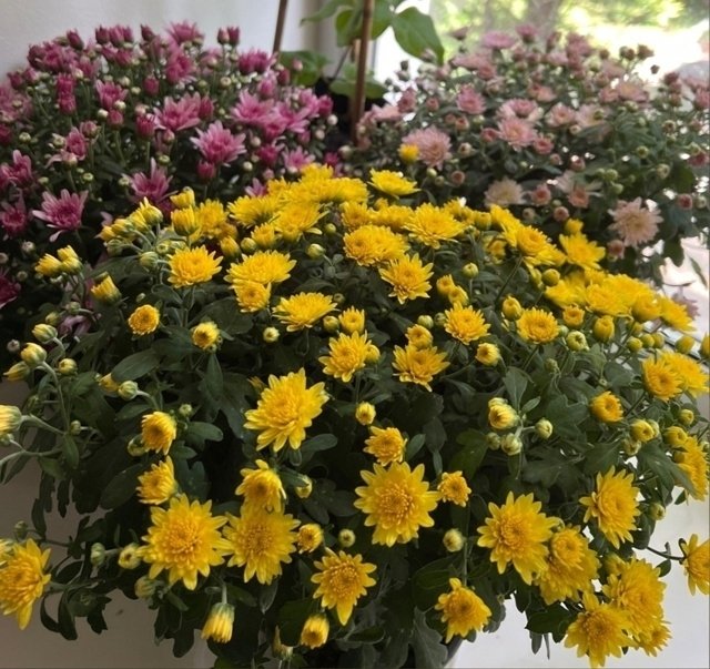 💛Мультифлора.