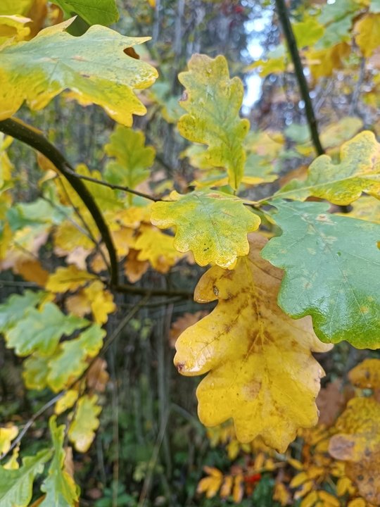 📖Рубрика «Поэзия и творчество»