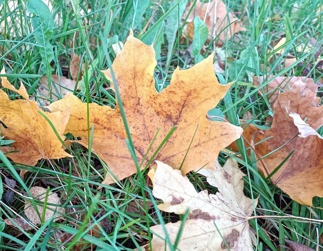 ГАЗОН В ОКТЯБРЕ🍁