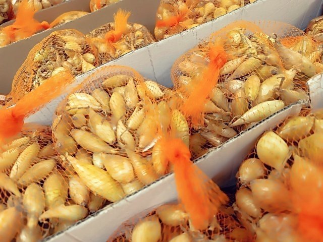 САЖАЕМ ЛУК ПОД ЗИМУ✅