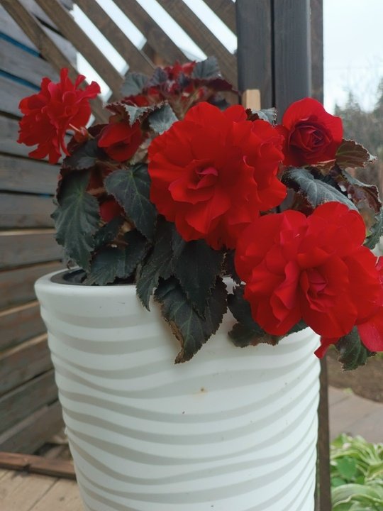 БЕГОНИЯ🌺