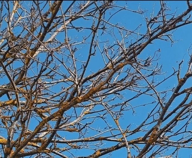 📌Лишайники на плодовых деревьях.