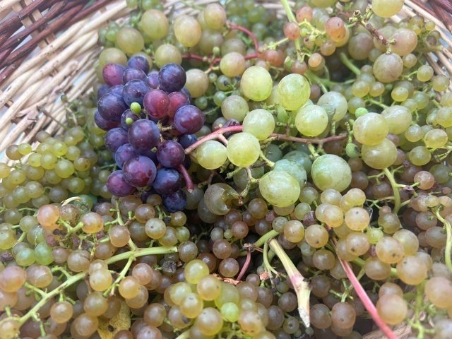 ОСЕННЯЯ ОБРЕЗКА ВИНОГРАДА🍂✂