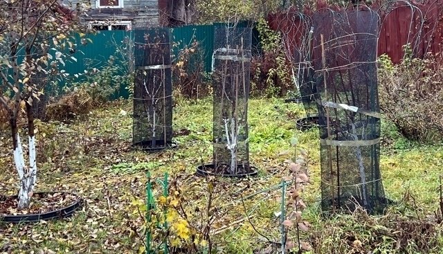 ПЛОДОВЫЙ САД🍂