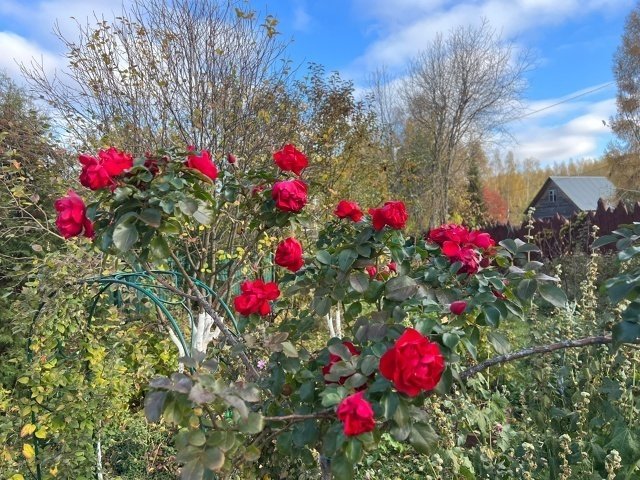📖Рубрика «Поэзия и творчество»