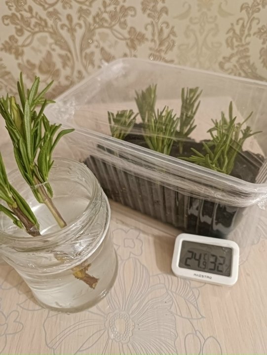 ЧЕРЕНКУЕМ РОЗМАРИН🤗🌿