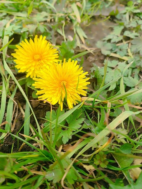 💛Кофе из одуванчика.