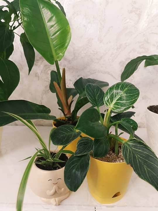 🌿Комнатные растения в осенний период.