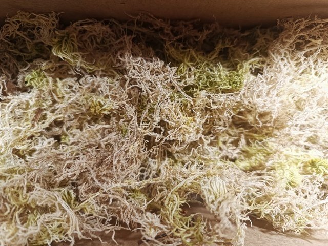 МОХ СФАГНУМ📝