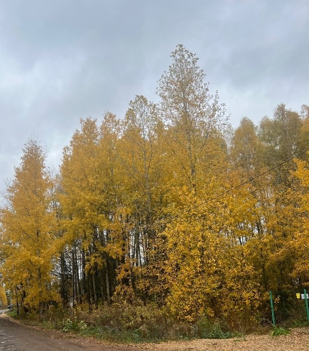 📖Рубрика «Поэзия и творчество»