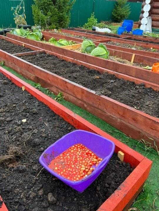 📌Подзимний посев лука.