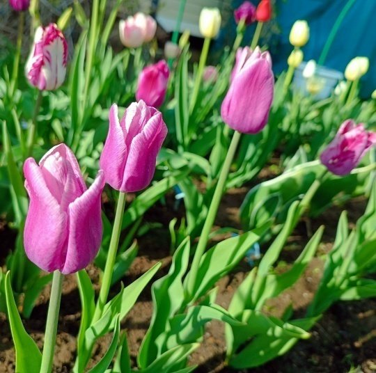 📌КАК ЗАЩИТИТЬ ЛУКОВИЧНЫЕ ОТ МЫШЕЙ?