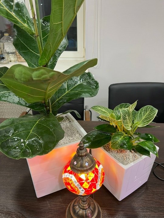 🌿ПИТАНИЕ КОМНАТНЫХ РАСТЕНИЙ