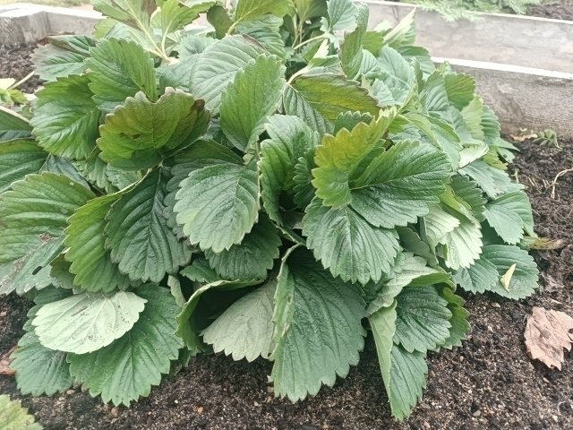 📌ТОП 3 важных пункта для успешной зимовки клубники👍