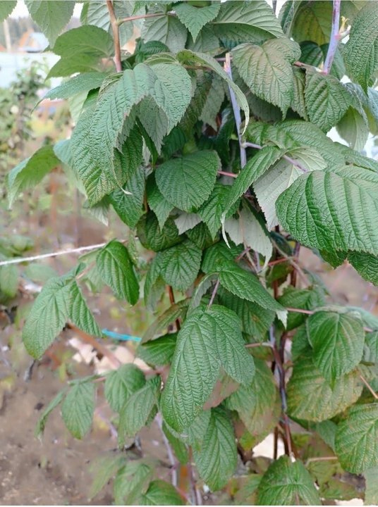 ✅МАЛИНА РЕМОНТАНТНАЯ.