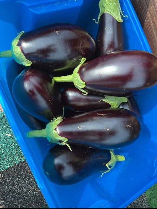 📝Обзор сортов и гибридов.