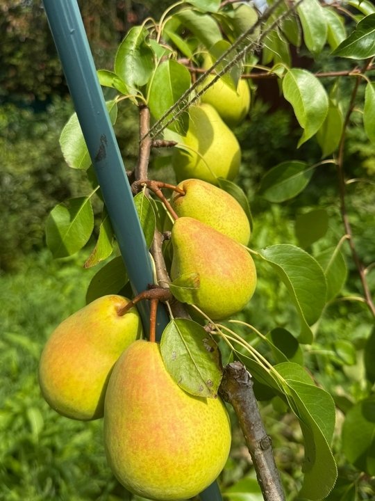 🔥🔥🔥Грушевый штрудель🔥🔥🔥