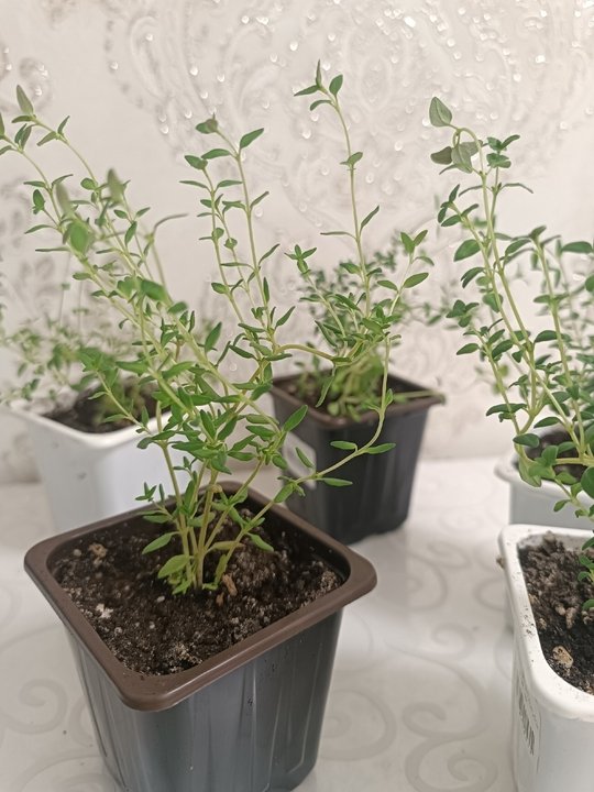 Чабрец🌿 Удачный способ укоренения👍