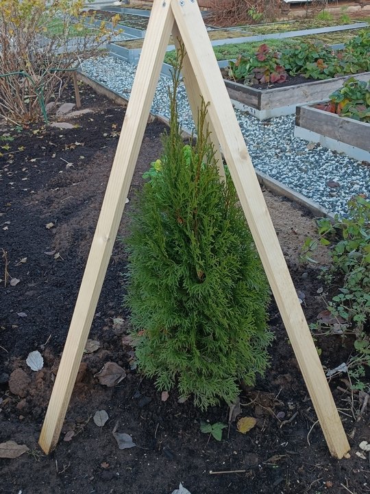 ✅Хвойные растения. Подготовка к зиме.