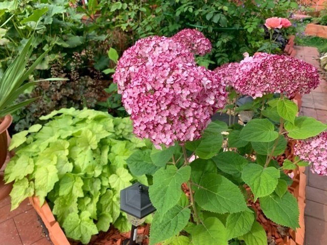 ✅Обрезка древовидной гортензии.