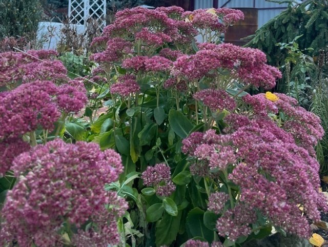 📖Рубрика «Поэзия и творчество»