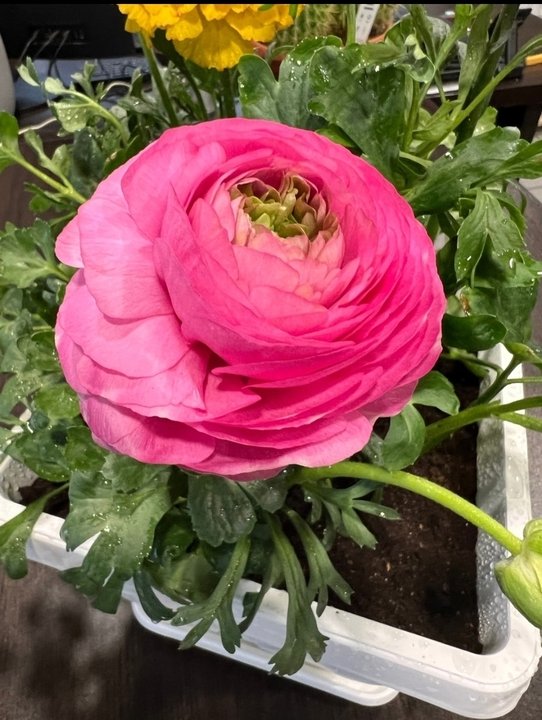 Выгонка к 8 марта🌷🌷🌷