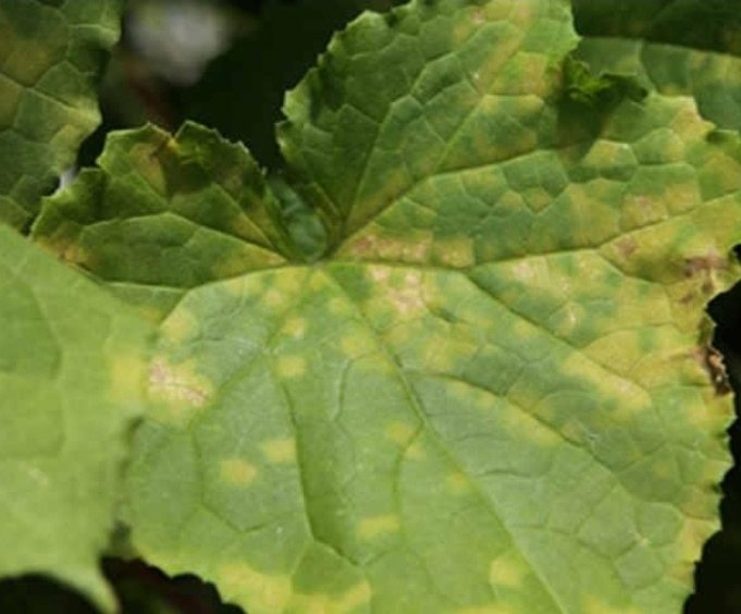 Переноспороз (ложная мучнистая роса).