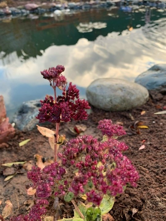 📝Ноябрь. Садовые дела в саду.