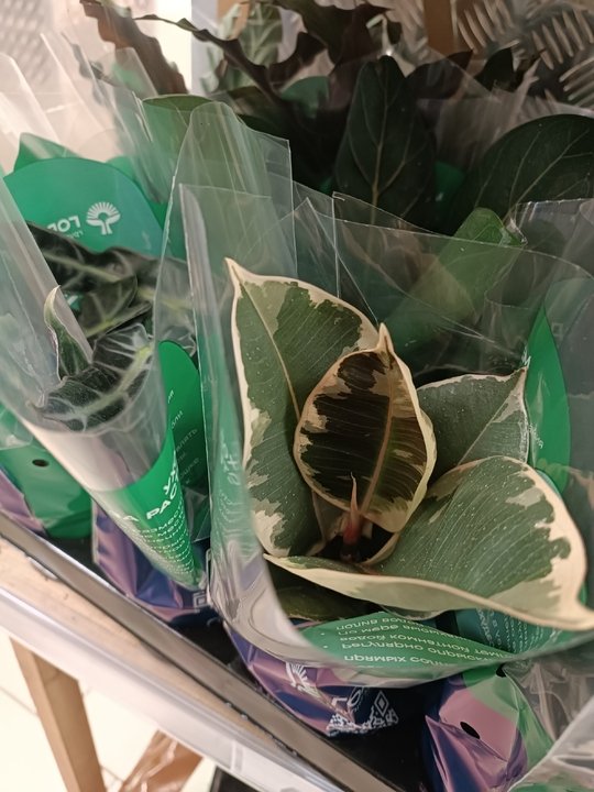 📝Как ухаживать за растением после покупки?