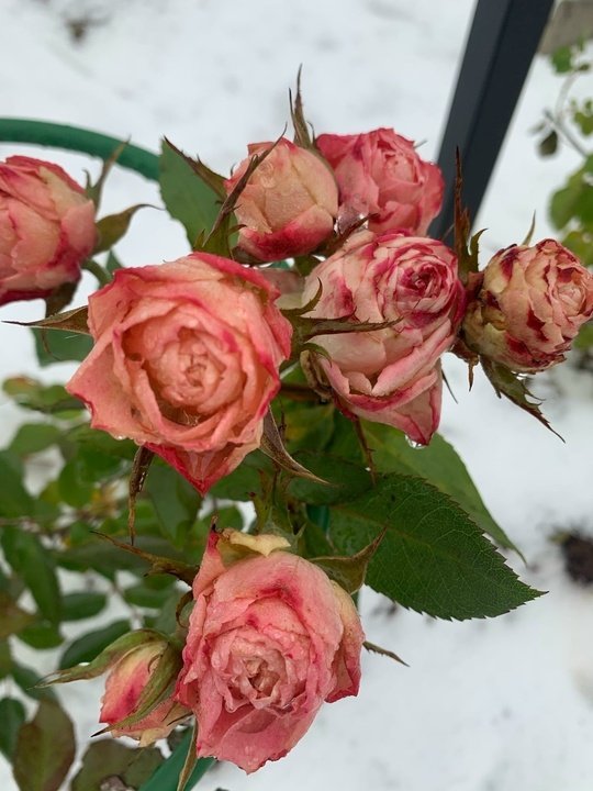 📖Рубрика «Поэзия и творчество»