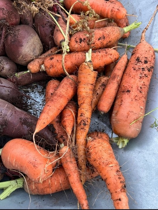 🥕МОРКОВЬ. Причины растрескивания корнеплода.