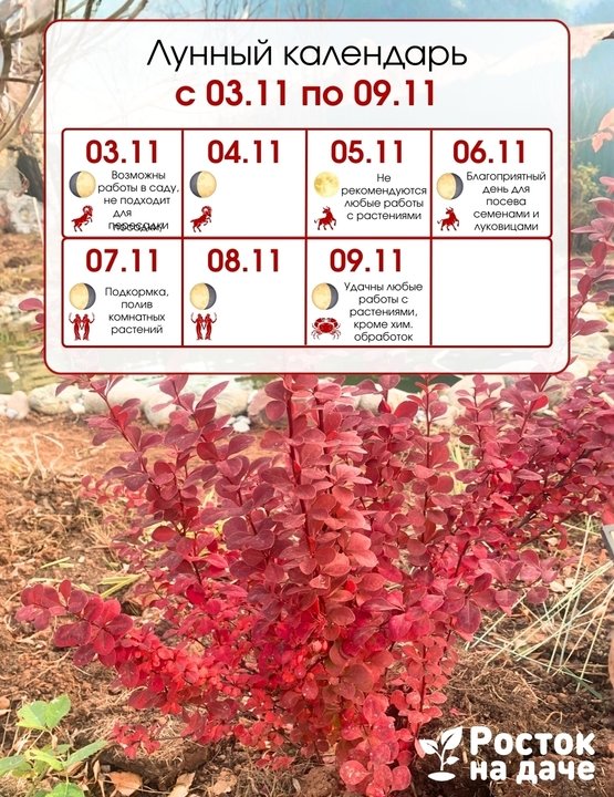 📅ЛУННЫЙ КАЛЕНДАРЬ. 03.11.25 по 09.11.25