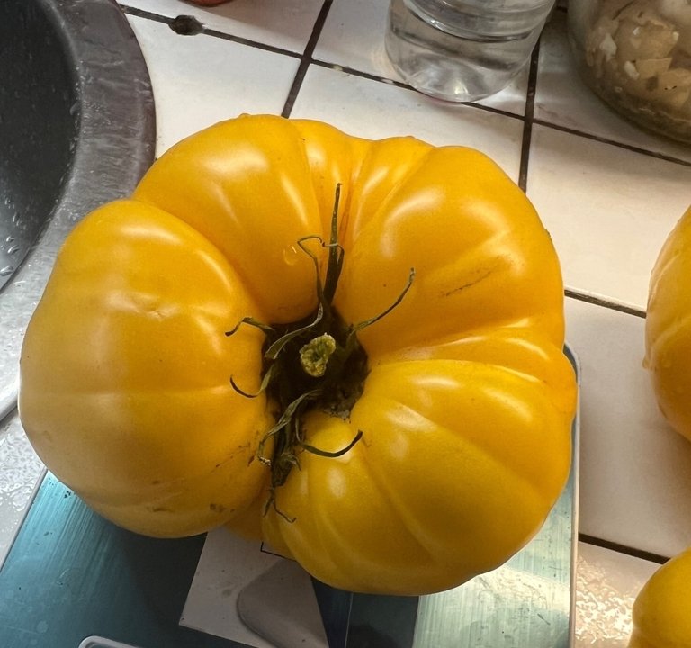 ОБЗОР КРУПНОПЛОДНЫХ ТОМАТОВ📝