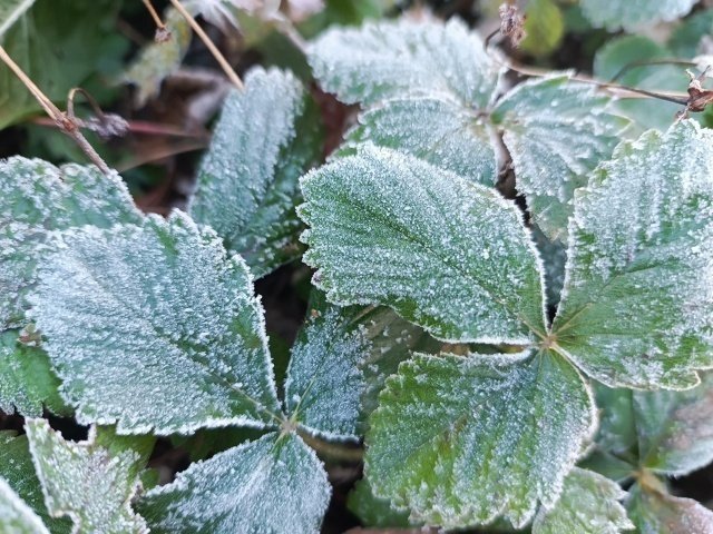 📌НУЖНО ЛИ УКРЫВАТЬ КЛУБНИКУ НА ЗИМУ?