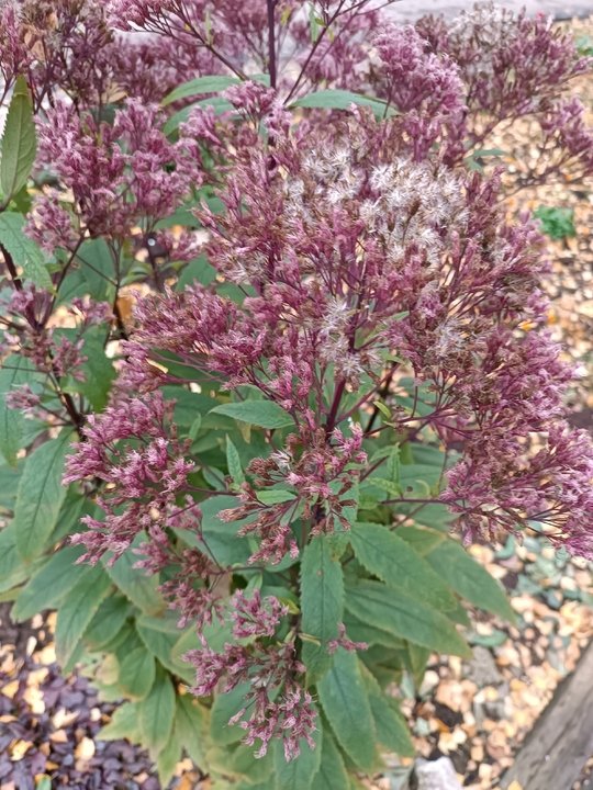 Многолетний красавец в саду ПОСКОННИК🌿🌸