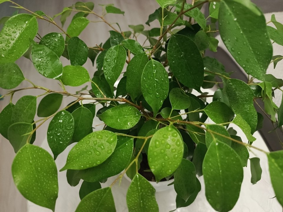 ФИКУС Размножение черенками🌿