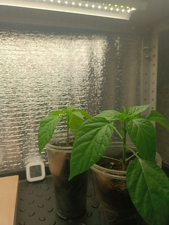 ✅Домашний огород. Формируем перец🌶✂