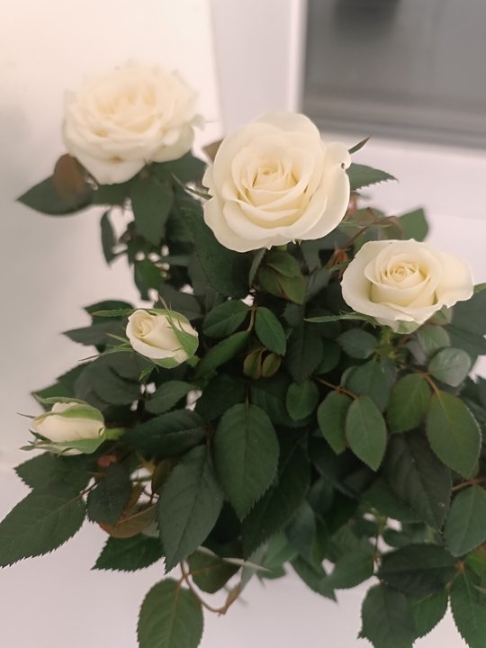 🌿🕷 ПАУТИННЫЙ КЛЕЩ Как защитить комнатные растения?.