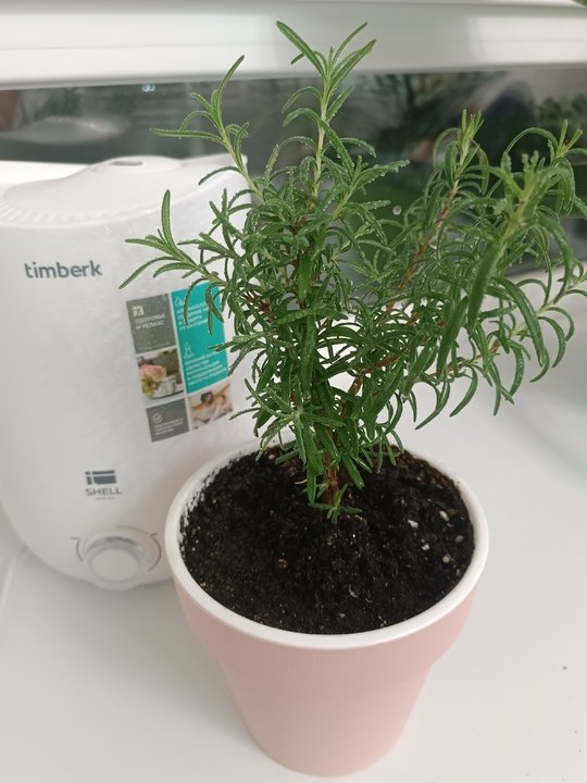 ПРЯНЫЙ ОГОРОД - КРУГЛЫЙ ГОД👍