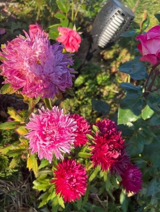 🌸Посев астр под зиму.